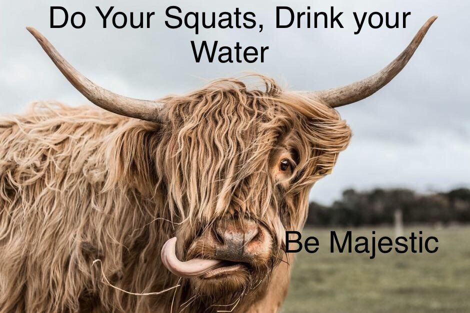 A close-up photograph of a Highland cow with long, shaggy, light brown hair and large, upward-curving horns. The cow has its tongue sticking out slightly from the side of its mouth. The background is a soft-focus field under an overcast sky. Text is overlaid on the image in a black sans-serif font.