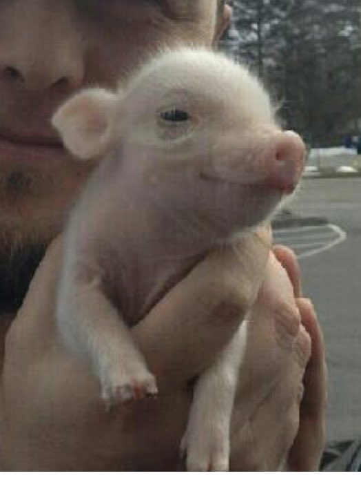 A close-up photograph of a person holding a very small, light pink piglet in their hands. The person's face is partially visible on the left side of the frame, showing a nose and a bit of a smile. The piglet is looking towards the right, appearing calm and content.