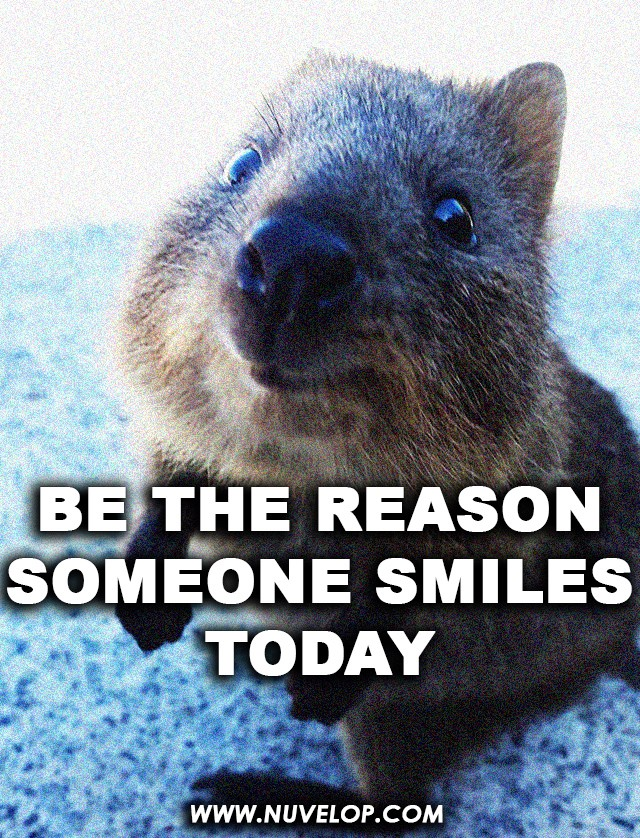 A close-up, slightly low-angle portrait of a cute quokka looking directly into the camera with a curious expression. The quokka is the central focus, with its soft fur and dark eyes clearly visible. Overlaid on the bottom half of the image is large, bold, white text with a black outline that says 'BE THE REASON SOMEONE SMILES TODAY'. At the very bottom, there is a small URL in black text: 'WWW.NUVELOP.COM'.