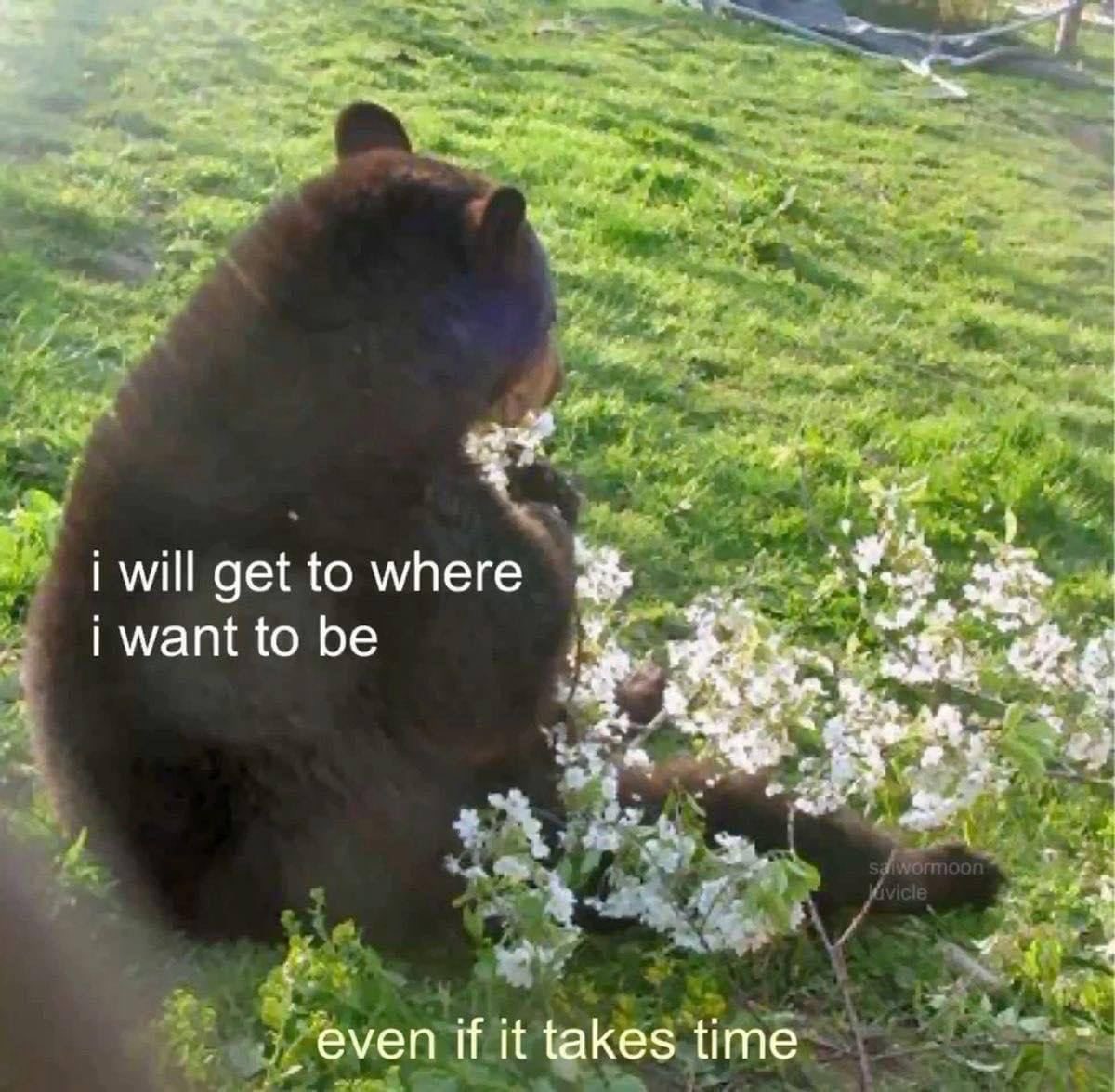 A meme featuring a large brown bear sitting in a grassy field, appearing to be looking at or interacting with a bush of small white flowers. The image has motivational text overlaid on it.