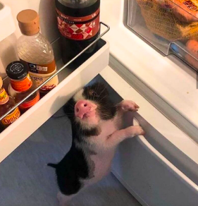 A small, black and white baby pig stands on its hind legs in front of an open refrigerator, looking up as if it is trying to peek inside or reach for food. The refrigerator door shelf contains several bottles, including a large dark bottle and smaller condiment bottles.