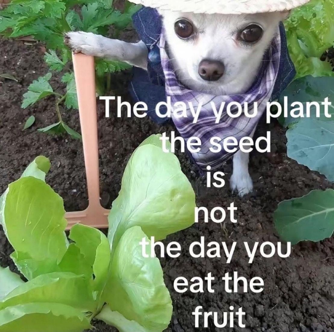 A close-up photo of a small white Chihuahua dressed as a gardener, wearing a straw hat, a blue vest, and a purple plaid bandana. The dog is looking directly at the camera with large dark eyes and has one paw resting on a small orange garden tool. It is positioned in a garden bed with dark soil and various green leafy vegetables, such as lettuce and cabbage. Superimposed white text over the center of the image reads: 'The day you plant the seed is not the day you eat the fruit'.