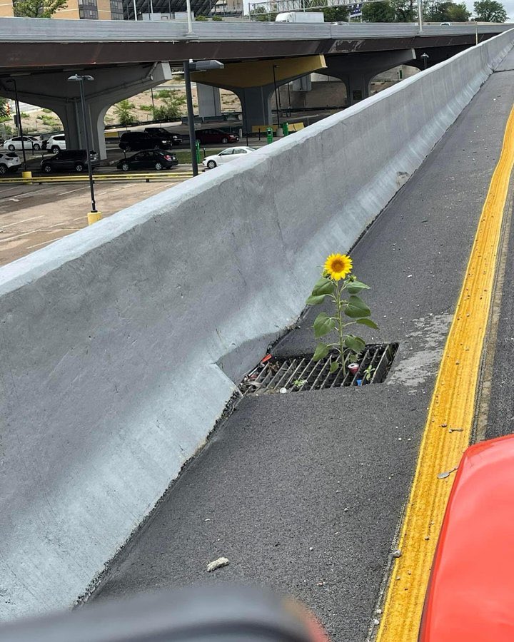 A vertical shot taken from a vehicle moving along a roadway next to a concrete barrier. A single, bright yellow sunflower is growing out of a metal storm drain grate at the base of the barrier. To the right of the sunflower, a solid yellow line marks the edge of the lane, and a small portion of a red vehicle is visible. In the background, beyond the barrier, there is a parking lot with several cars and a large highway overpass structure.