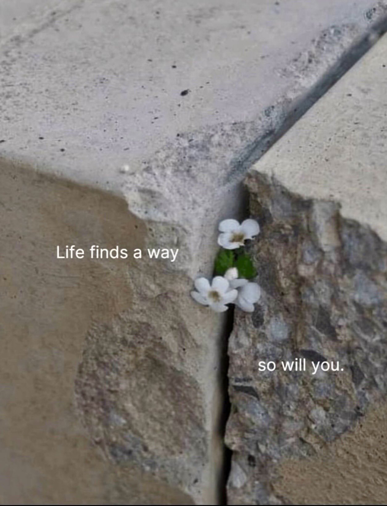 A close-up photograph showing small white flowers growing out of a narrow crack between two pieces of weathered concrete. The image features inspirational text overlaid on the scene.