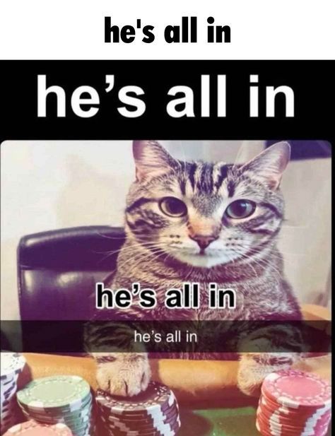 A meme featuring a close-up photo of a tabby cat looking directly at the camera with a wide-eyed expression. The cat's paws are resting on a pile of multicolored poker chips, suggesting it is playing poker. The text 'he's all in' is repeated three times in different fonts and sizes above and below the cat.