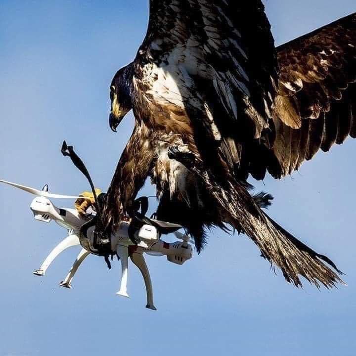 An action shot of a large bird of prey, likely an eagle, mid-flight as it captures and carries a white quadcopter drone in its talons. The bird's dark and light feathers are highly detailed against a clear blue sky. The drone is being pulled downward by the force of the bird's grasp.