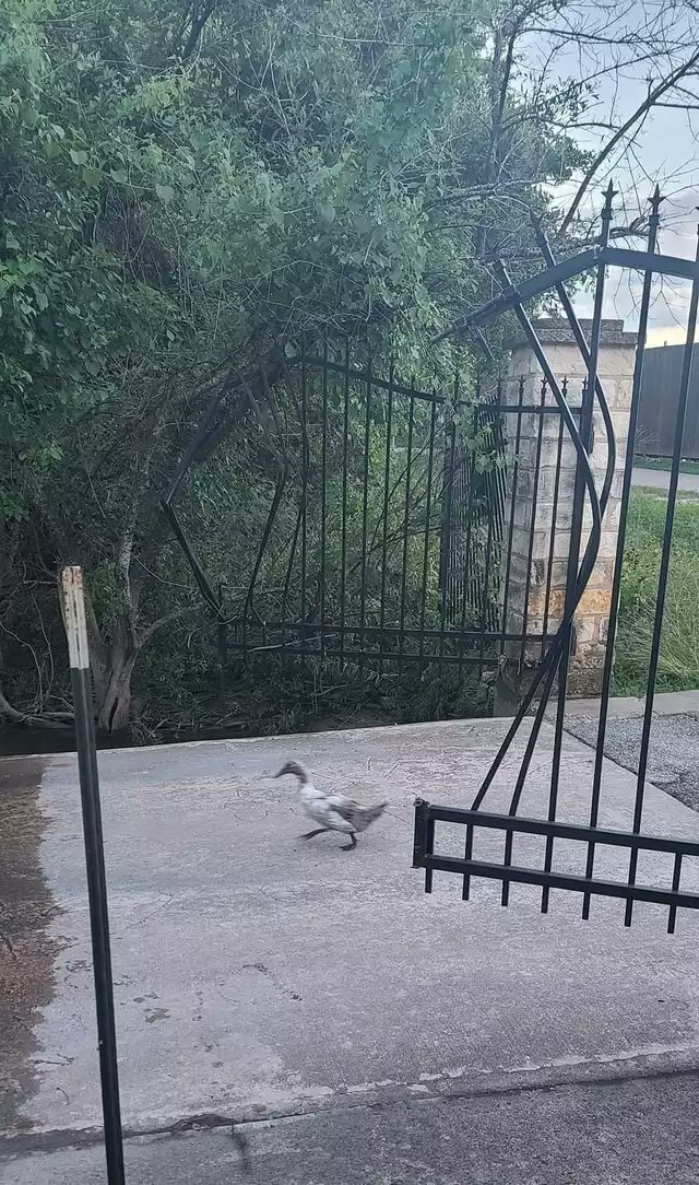 A vertical shot shows a light-colored duck running across a concrete driveway towards the right. In the background, there is a large, black, wrought-iron gate that is partially open, positioned in front of lush green trees and bushes. To the right of the gate, a stone pillar is visible. A black metal pole stands in the lower left foreground.