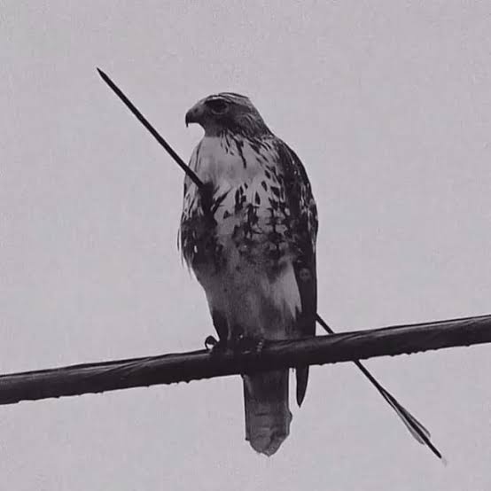 A black and white photograph of a bird of prey, possibly a hawk or falcon, perched on a horizontal wire. The bird is facing slightly to the left and has patterned feathers. A thin, dark rod or wire extends diagonally from behind the bird towards the upper left, and another thin wire extends downwards to the bottom right.