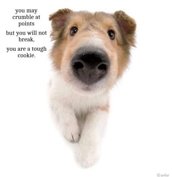 A close-up, high-angle shot of a small, brown and white puppy looking directly up at the camera with large, dark eyes. The puppy has a large black nose and soft fur. To the left of the puppy, there is motivational text. The background is solid white.
