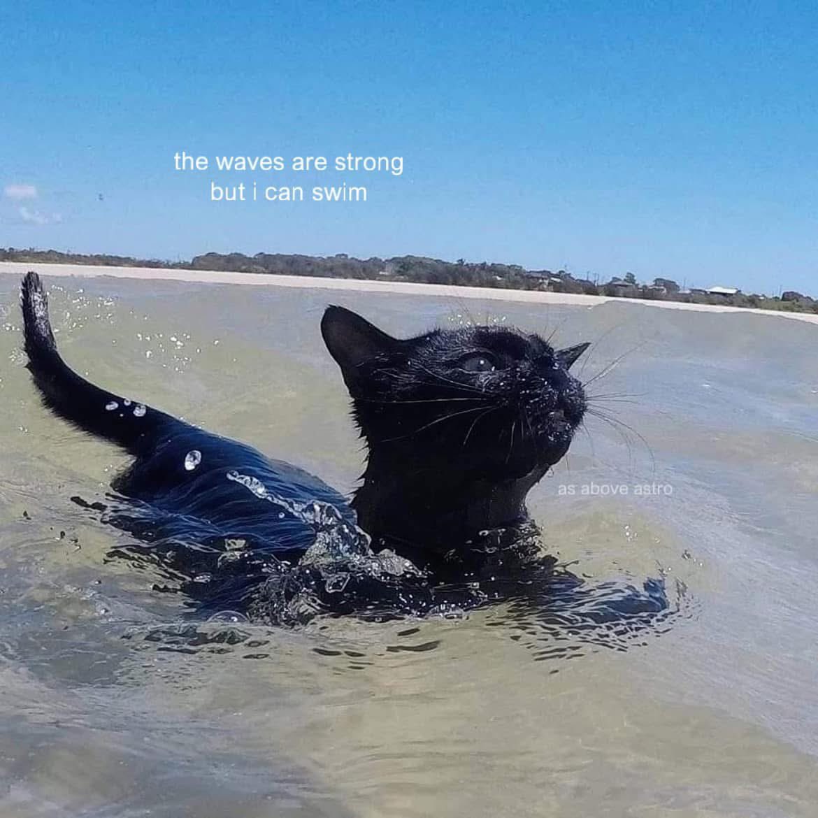 A photograph of a black cat swimming in the ocean waves near a sandy beach. The cat is partially submerged, with its head and part of its back visible above the water, looking towards the upper right. The background shows a calm coastline with some vegetation and buildings under a clear blue sky. There is text overlaid on the image.