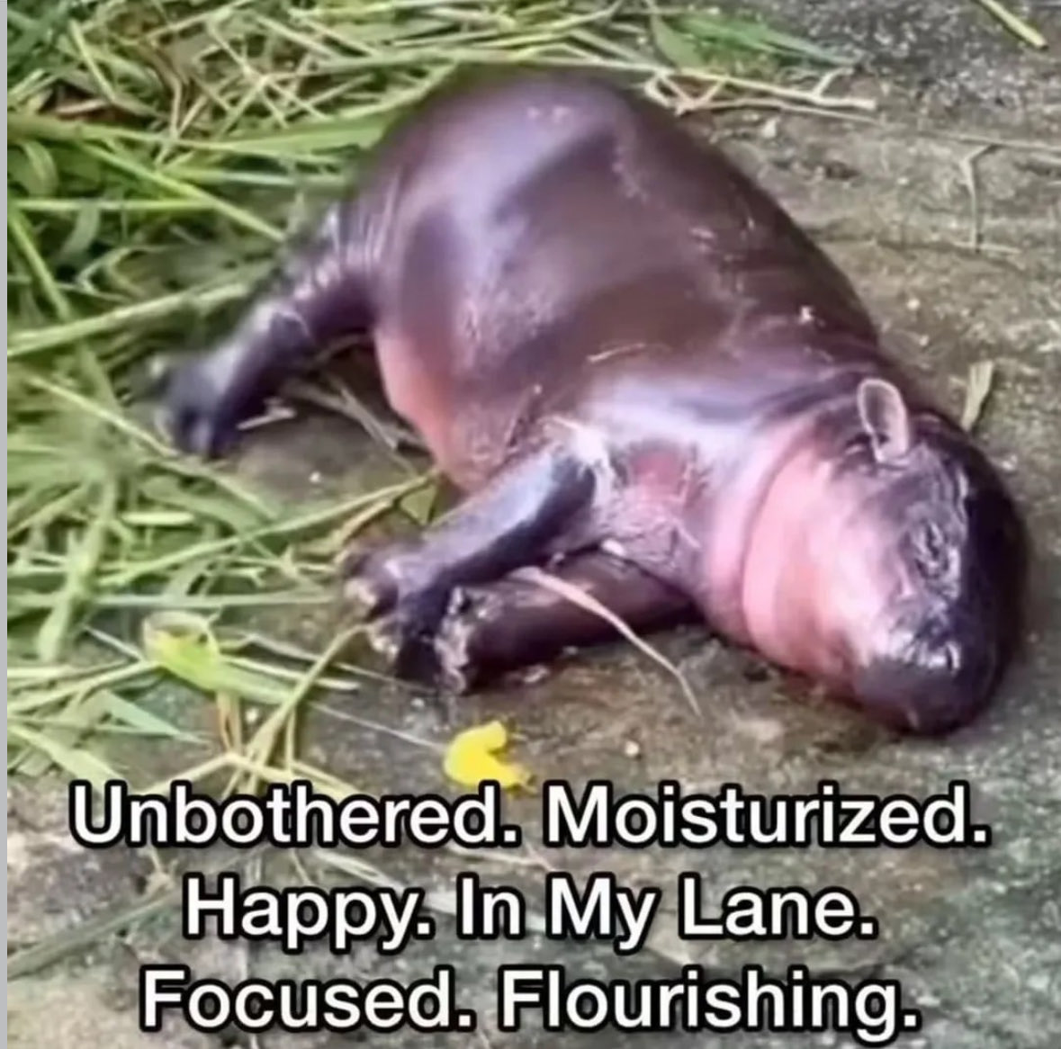 A meme featuring a photo of a small, shiny, dark-skinned baby hippopotamus lying on its side on a patch of dirt and grass. The hippo's skin appears wet and reflective. White text is overlaid at the bottom of the image.