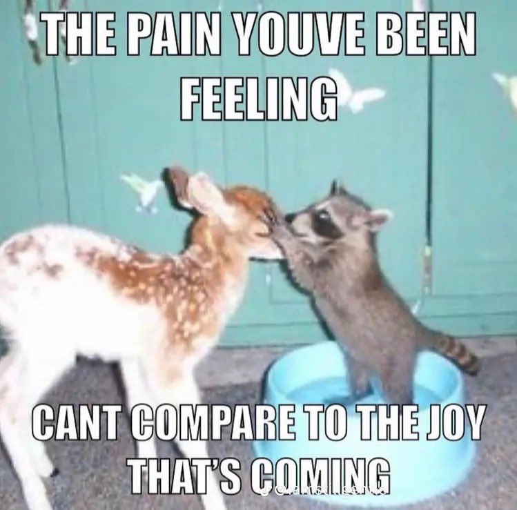 A meme featuring a small fawn and a raccoon interacting. The raccoon is standing on its hind legs, facing the fawn and appearing to touch its face with its paws. The background consists of a light green wooden wall or door. The image contains white, capitalized text overlaid on the top and bottom.