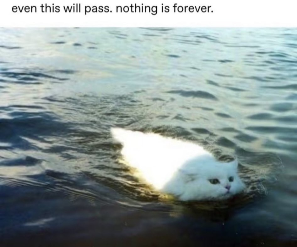 A meme featuring a white cat swimming in a body of water. The cat's head and upper back are visible above the water line, and its body appears elongated and partially submerged, creating a somewhat surreal effect. At the top of the image, there is black text on a white background.