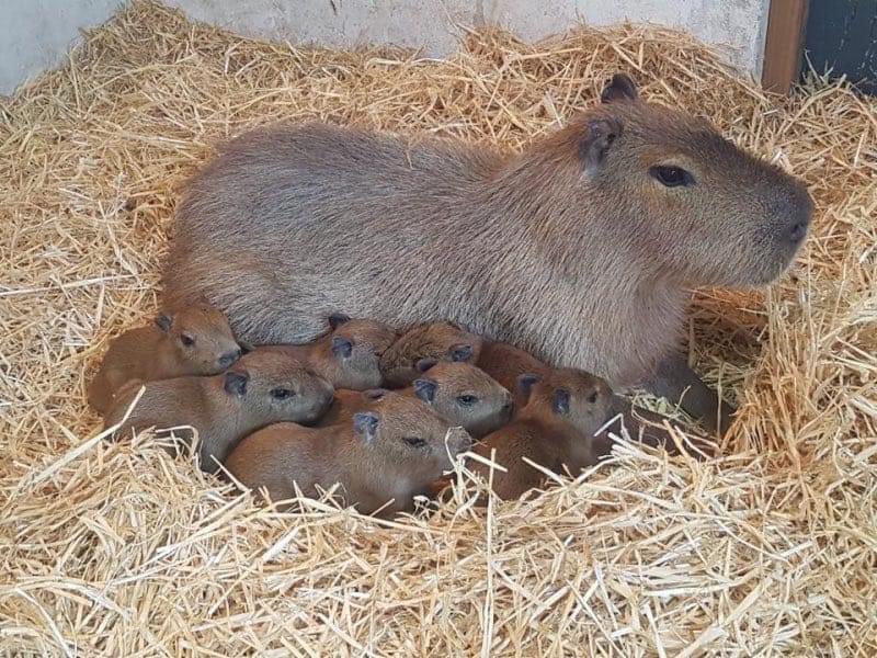 A large adult capybara is lying down in a bed of straw, surrounded by several small capybara pups. The group is huddled together closely in a nesting area made of light-colored hay or straw.