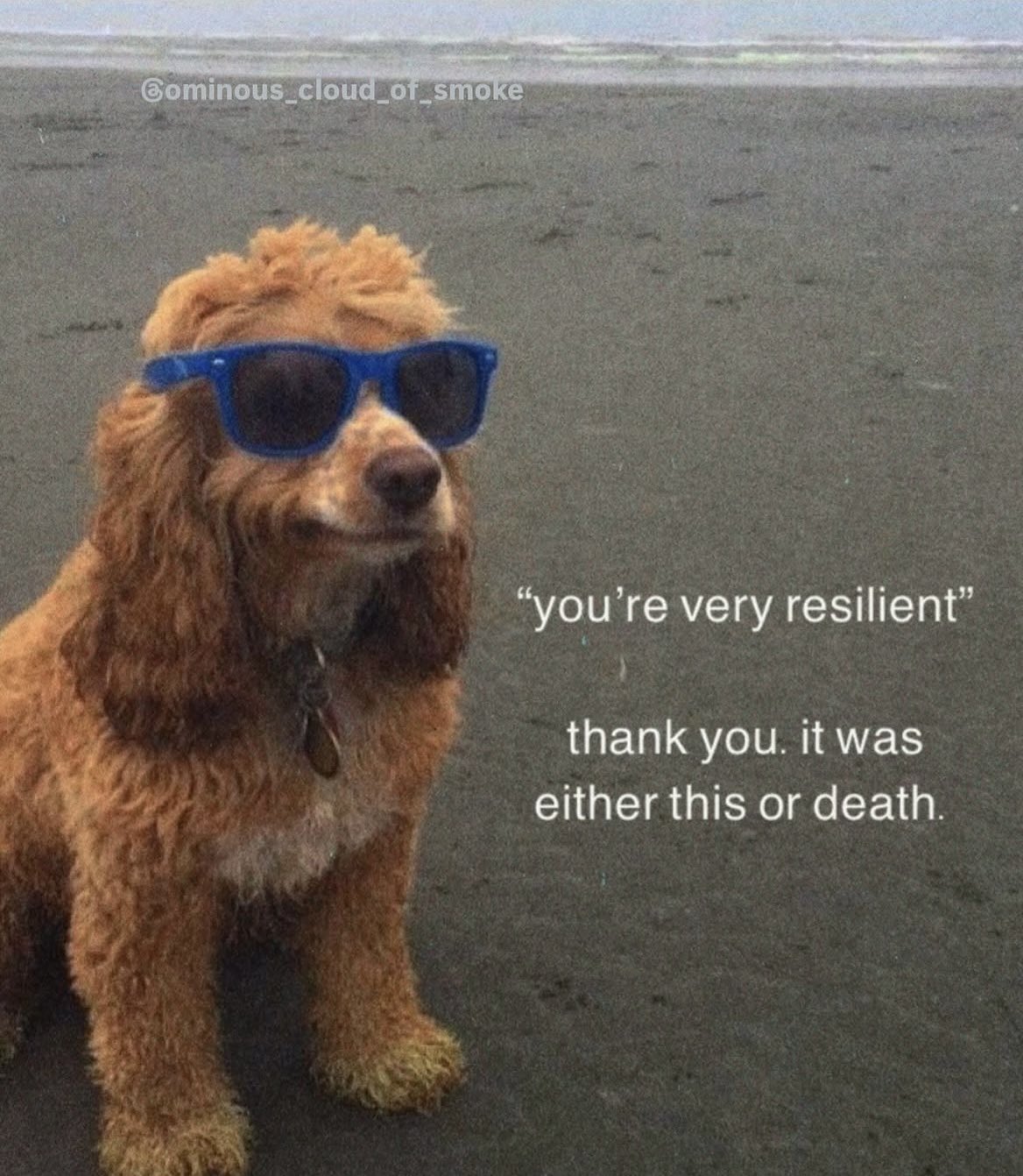 A meme featuring a small, brown, curly-haired dog wearing bright blue sunglasses. The dog is sitting on a sandy beach with the ocean in the background. The image contains text that humorously responds to a compliment about resilience.