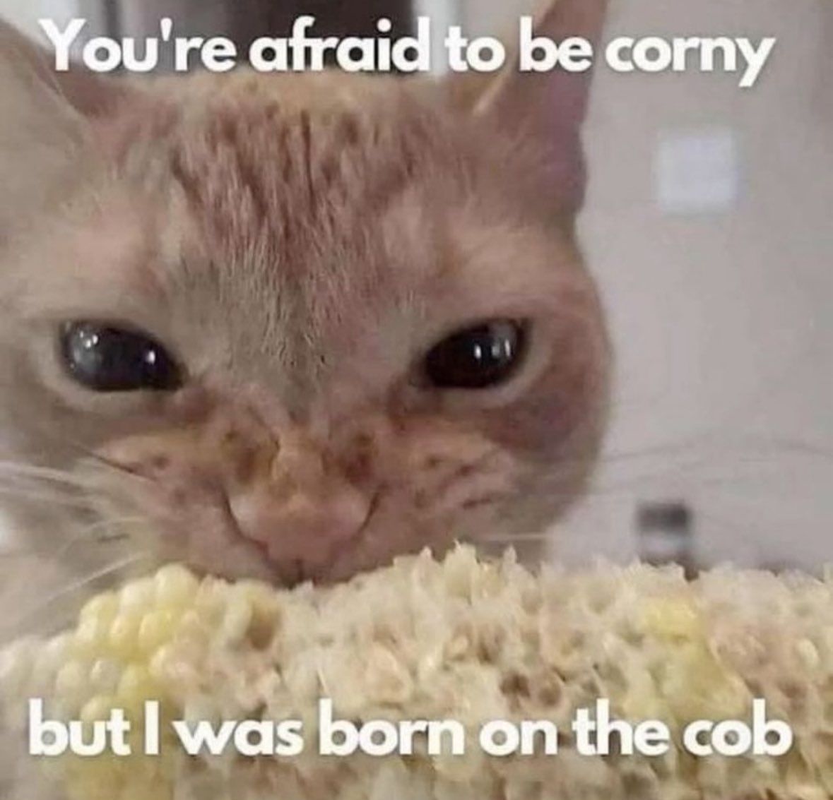 A close-up meme featuring a light-colored cat with a squinted, intense expression. The cat appears to be eating or sniffing a piece of corn on the cob, which occupies the bottom foreground of the image. The image contains white text overlaid at the top and bottom, creating a pun about being 'corny'.