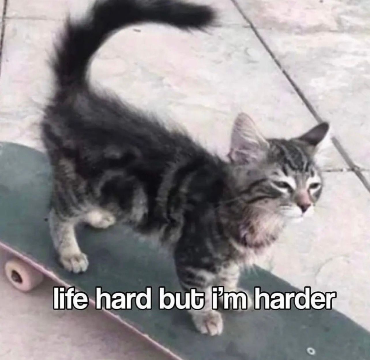 A meme featuring a tabby kitten standing on a skateboard. The kitten has a somewhat grumpy or determined facial expression and a fluffy, curved tail. Overlaid at the bottom of the image is text that reads 'life hard but i'm harder'.