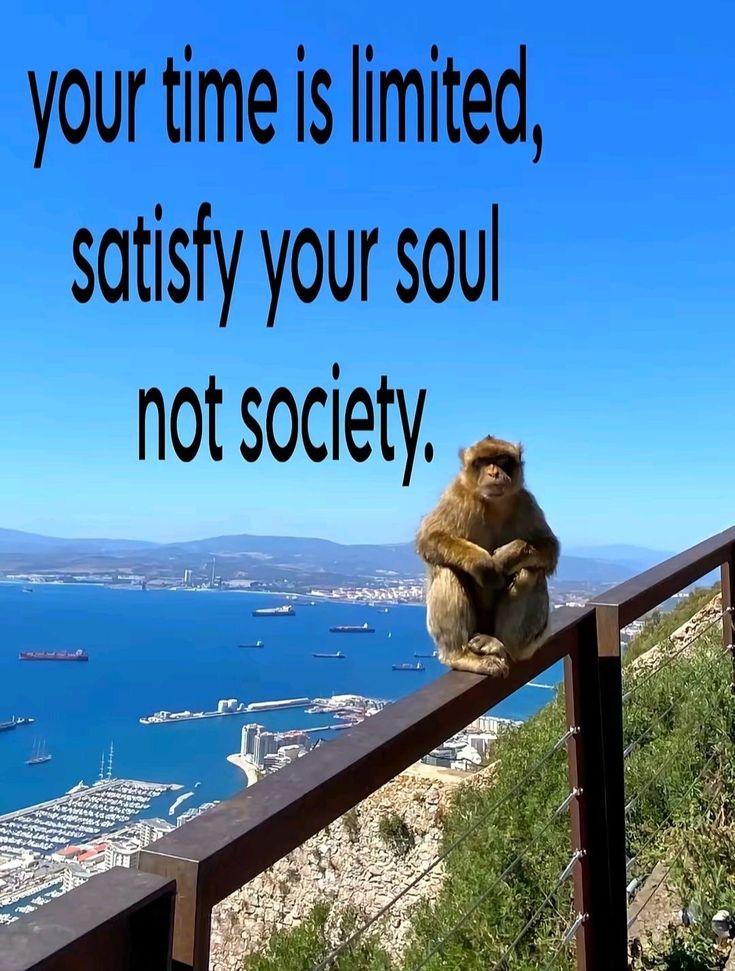 A meme featuring a small brown monkey wearing sunglasses, sitting calmly on a wooden railing. The background shows a high-angle, scenic view of a blue ocean with various ships, a coastline with buildings, and mountains under a clear blue sky. Large black text is overlaid on the upper half of the image.