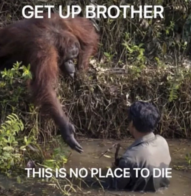 A meme featuring an orangutan hanging from a tree branch over a body of water, looking down at a man sitting in the water. The image has white text overlaid on the top and bottom.