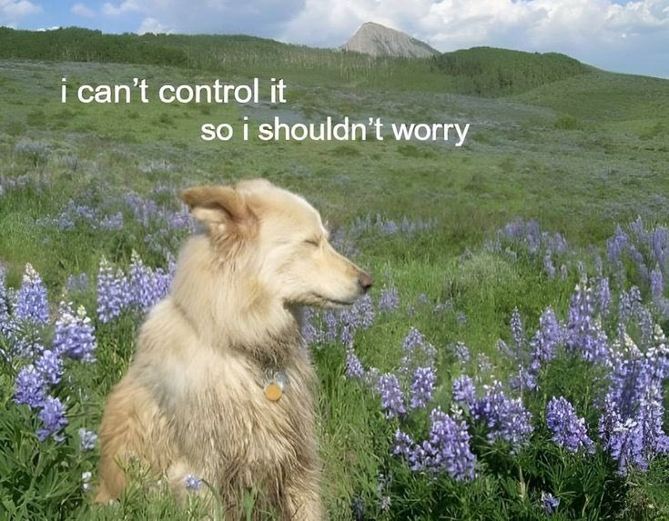 A meme featuring a light-colored, medium-sized dog with its eyes closed, appearing to peacefully enjoy the breeze in a large field of purple lupine flowers. In the background, there are green hills and a single prominent mountain peak under a cloudy sky. The image contains white text overlaid at the top.