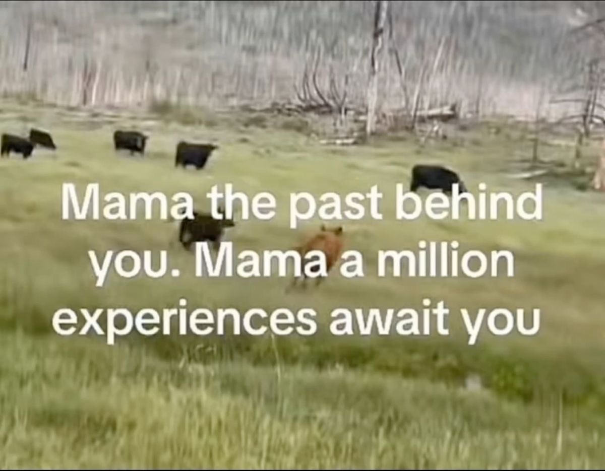 A group of several dark-colored cattle or bison are running across a grassy field in a somewhat rural or wild setting. Overlaid on the center of the image is white text that reads: 'Mama the past behind you. Mama a million experiences await you'.