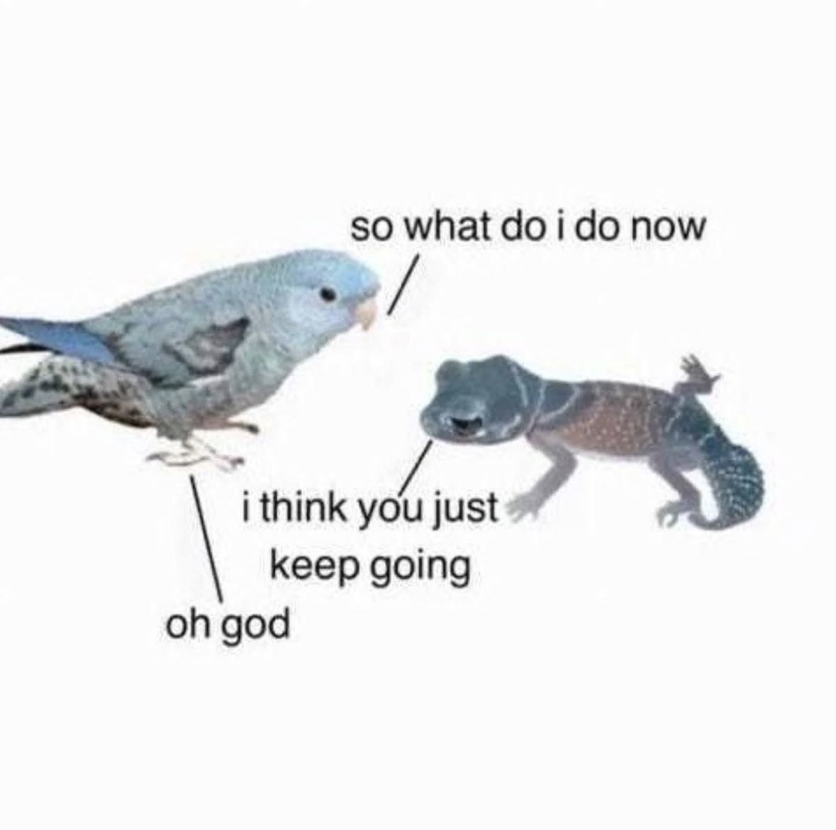 A humorous meme featuring a light blue budgie (parakeet) on the left and a small lizard on the right against a plain white background. The budgie has a line pointing to it with the text 'oh god', suggesting it is reacting in distress or realization. The budgie also has a speech bubble line pointing to its beak that says 'so what do i do now'. The lizard has a speech bubble line pointing to its head that says 'i think you just keep going'.