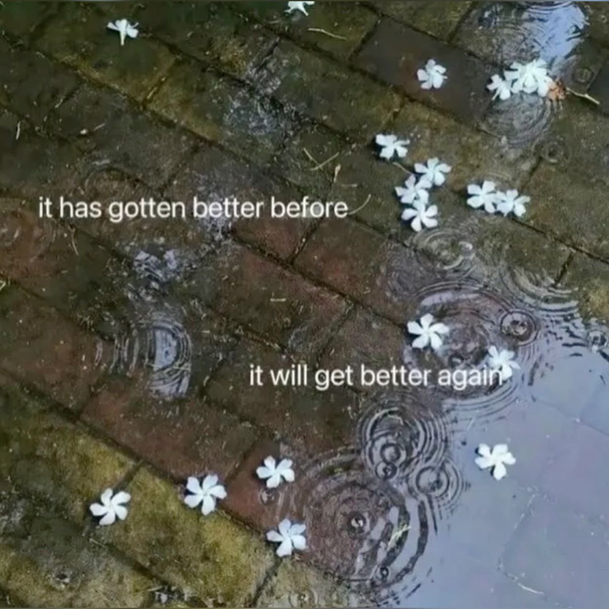 A top-down view of a wet brick pavement covered in small puddles. Several small, white five-petaled flowers are scattered across the wet surface. Ripples from raindrops are visible in the water. The image features motivational text overlaid on the scene.
