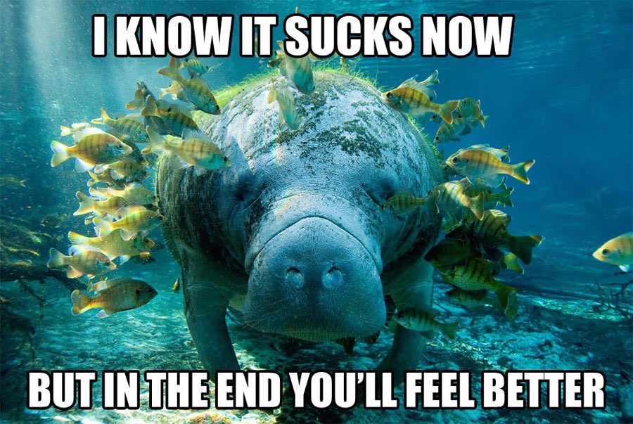 A meme featuring a large manatee swimming underwater, surrounded by a school of small yellow fish. The manatee is positioned in the center of the frame, facing the camera. The scene is set in clear, blue water with sunlight filtering down from the surface. White, capitalized text is overlaid on the top and bottom of the image.