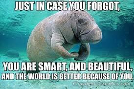 A meme featuring a close-up photo of a walrus looking slightly to the side. The image has text overlaid on a blue water background.