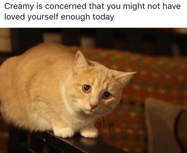 A meme featuring a close-up, slightly low-angle shot of a light orange or ginger tabby cat with a concerned or sad facial expression. The cat is sitting on a dark surface, possibly a chair or table, in front of a blurred, colorful patterned background. The image includes text at the top.