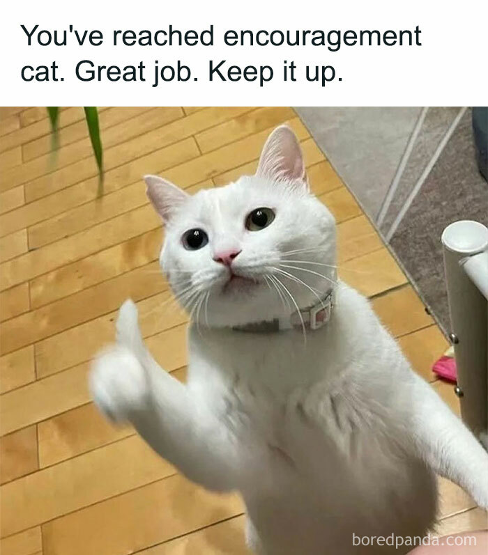 A meme featuring a white cat looking directly at the camera with a thumbs-up gesture made with its paw. The cat is wearing a light-colored collar. The background shows a light wood floor and a hint of a wall or furniture. Text is overlaid at the top and bottom of the image.