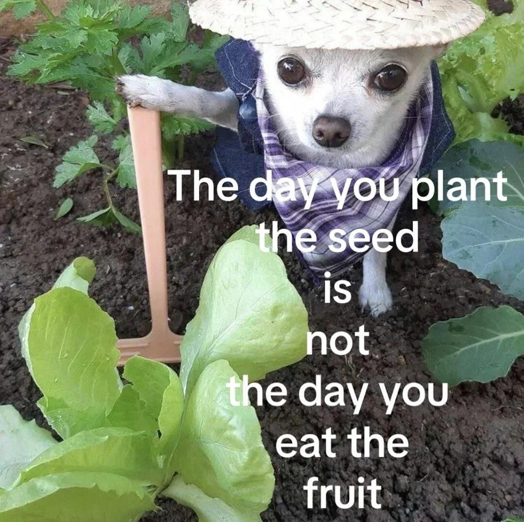 A meme featuring a small white chihuahua dressed as a gardener, wearing a straw hat, a blue denim vest, and a purple plaid bandana. The dog is standing in a garden bed with soil and green leafy vegetables, holding a small pink toy shovel with its paw. Large white text is overlaid on the image.
